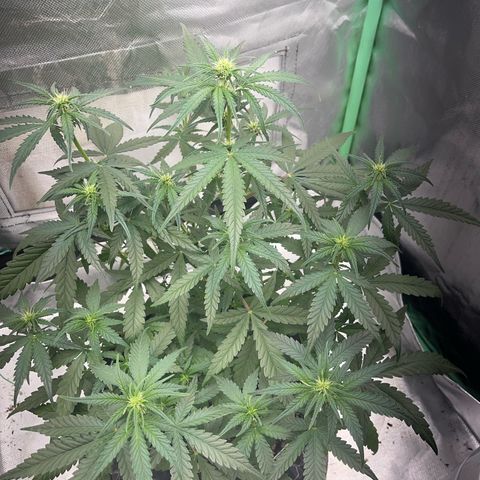 Zombie Kush growlog timeline photo