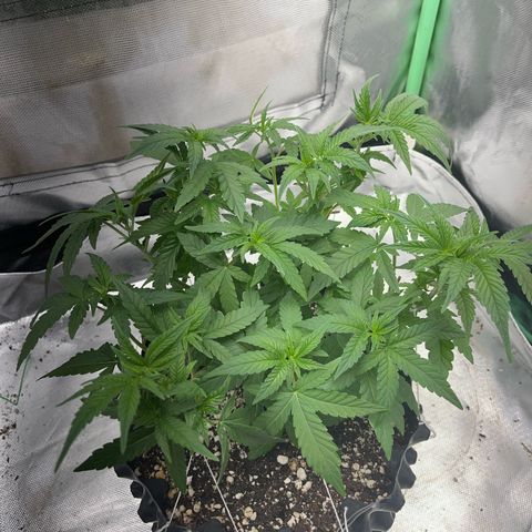 GMO growlog timeline photo