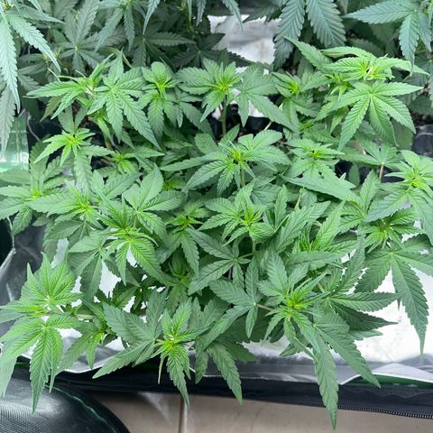 GMO growlog timeline photo