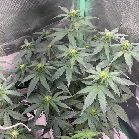 Zombie Kush growlog timeline photo