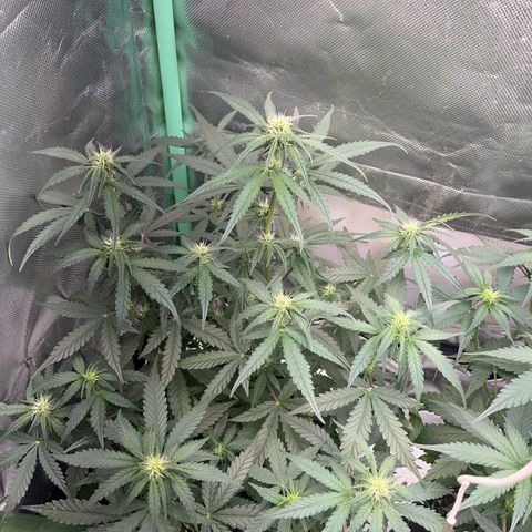 Zombie Kush growlog timeline photo