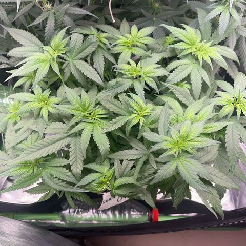 GMO growlog timeline photo