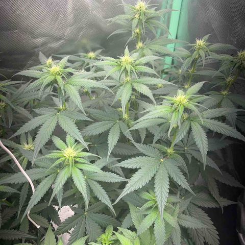 Zombie Kush growlog timeline photo