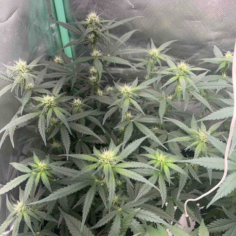 Zombie Kush growlog timeline photo