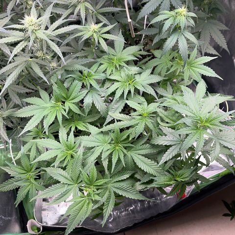 GMO growlog timeline photo