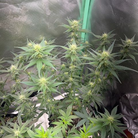 Zombie Kush growlog timeline photo