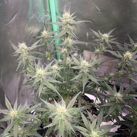 Zombie Kush growlog timeline photo
