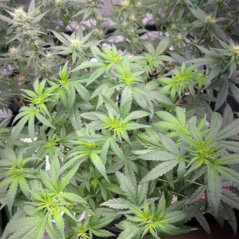 GMO growlog timeline photo