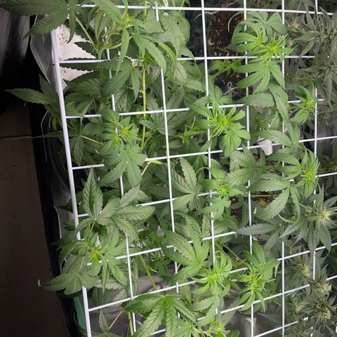 GMO growlog timeline photo