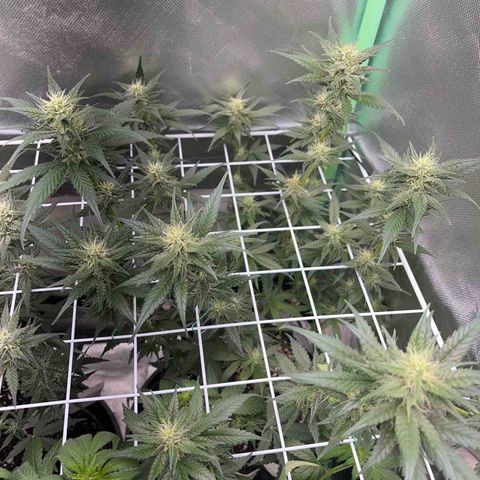 Zombie Kush growlog timeline photo