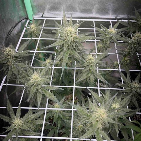 Zombie Kush growlog timeline photo