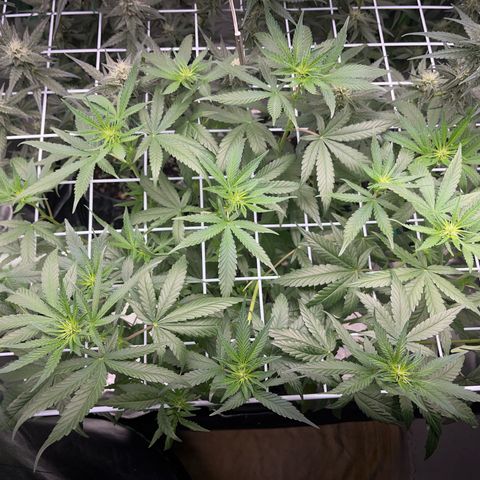 GMO growlog timeline photo