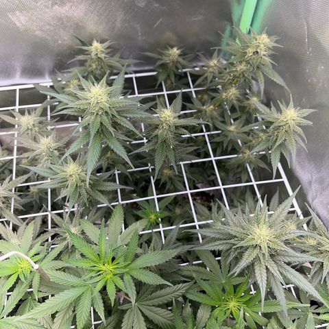 Zombie Kush growlog timeline photo