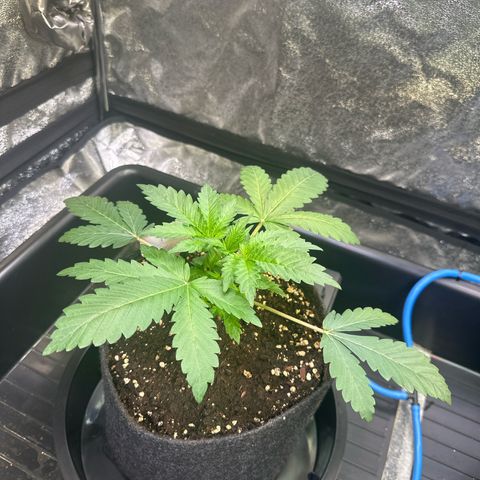 Bubblegum #1 growlog timeline photo