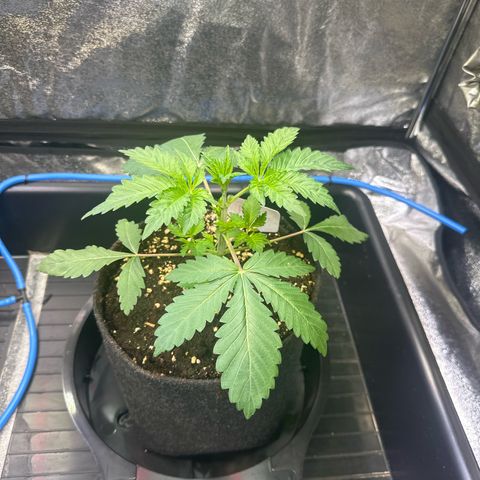 Bubblegum #2 growlog timeline photo