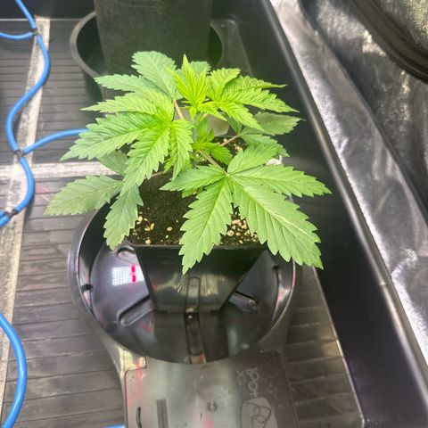 Bubblegum #3 growlog timeline photo