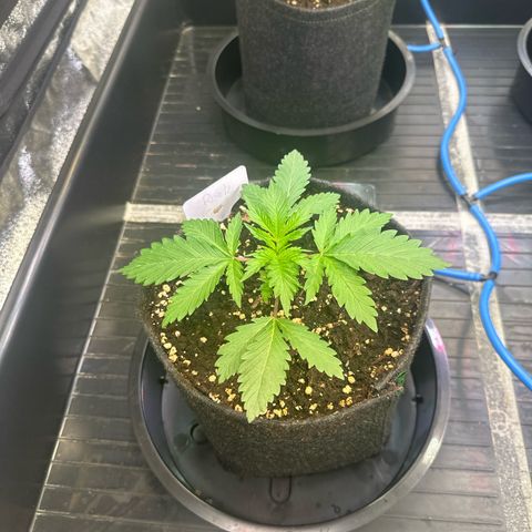 Runtz growlog timeline photo