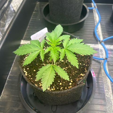 Runtz growlog timeline photo