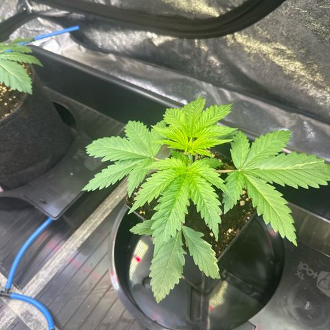 Bubblegum #3 growlog timeline photo