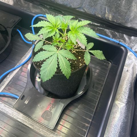 Bubblegum #2 growlog timeline photo