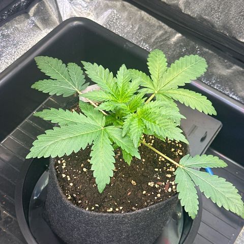 Bubblegum #1 growlog timeline photo