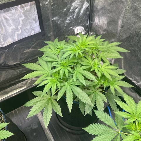 Bubblegum #1 growlog timeline photo
