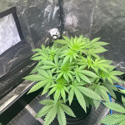 Bubblegum #1 growlog timeline photo