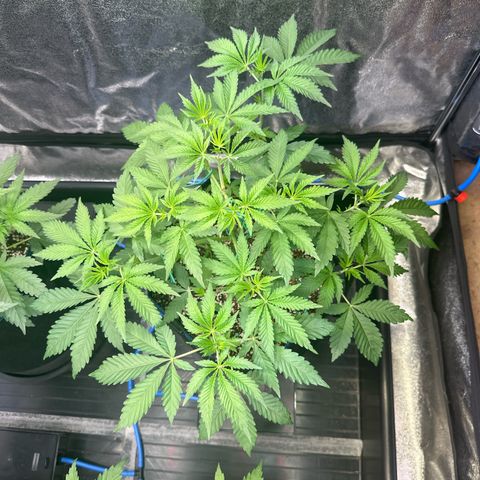 Bubblegum #2 growlog timeline photo