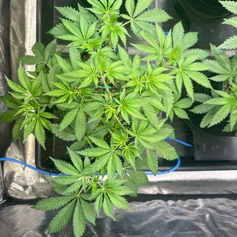 Bubblegum #2 growlog timeline photo