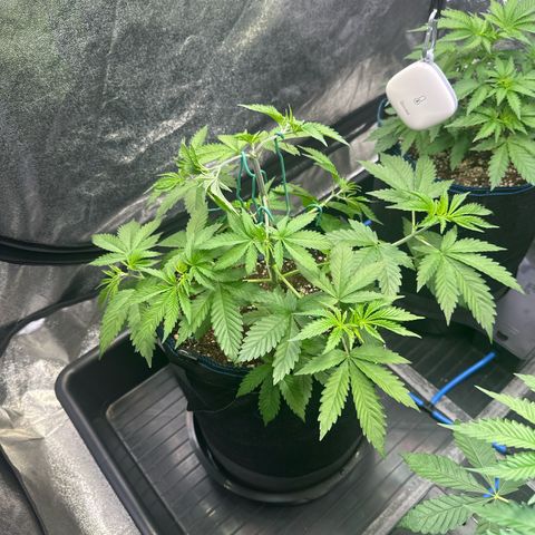 Bubblegum #3 growlog timeline photo
