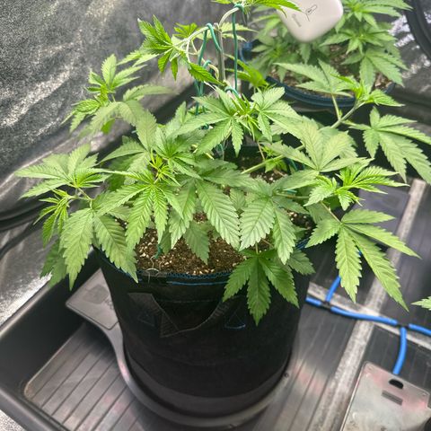 Bubblegum #3 growlog timeline photo