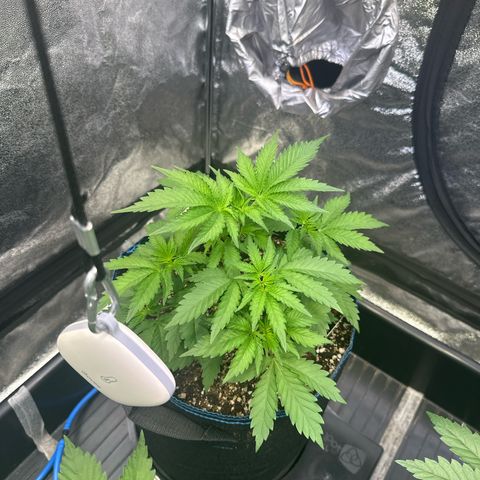Runtz growlog timeline photo