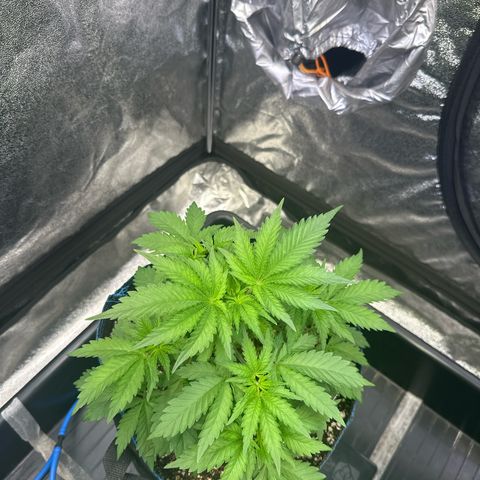 Runtz growlog timeline photo