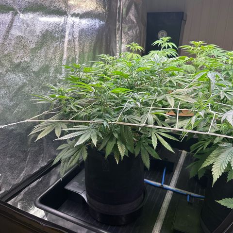 Bubblegum #1 growlog timeline photo