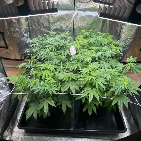 Bubblegum #1 growlog timeline photo