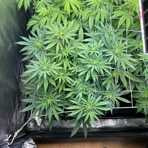 Bubblegum #1 growlog timeline photo