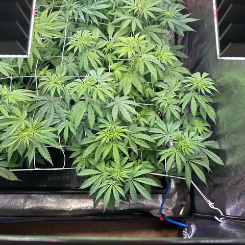 Bubblegum #2 growlog timeline photo