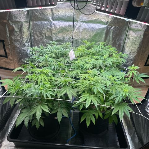 Bubblegum #2 growlog timeline photo