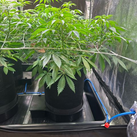 Bubblegum #2 growlog timeline photo