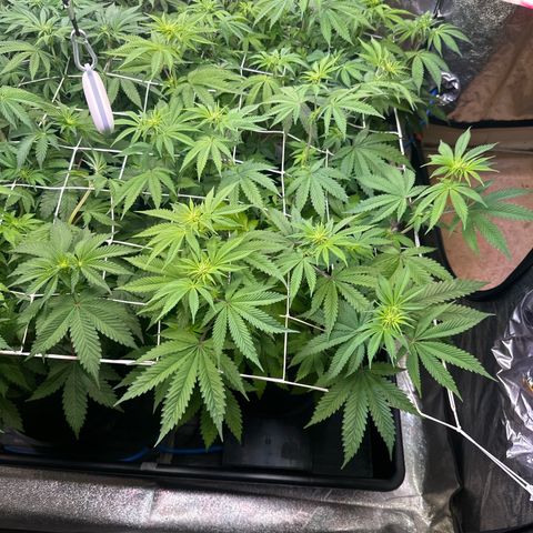 Bubblegum #3 growlog timeline photo
