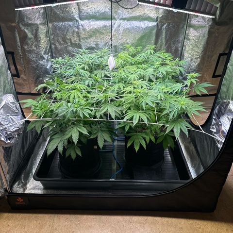 Bubblegum #3 growlog timeline photo
