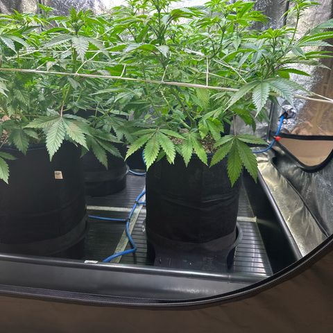 Bubblegum #3 growlog timeline photo