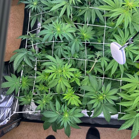 Runtz growlog timeline photo
