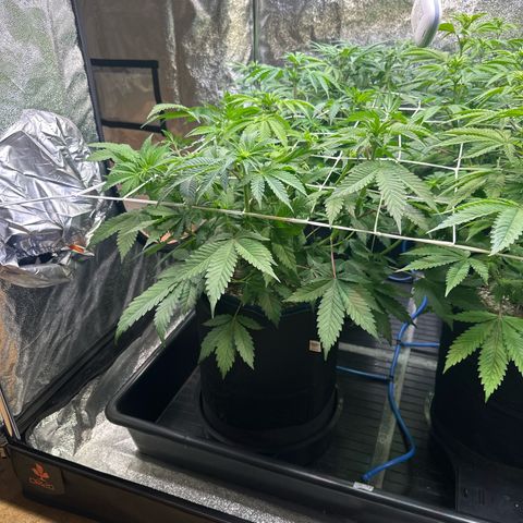 Runtz growlog timeline photo