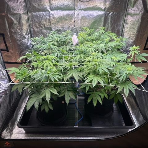 Runtz growlog timeline photo