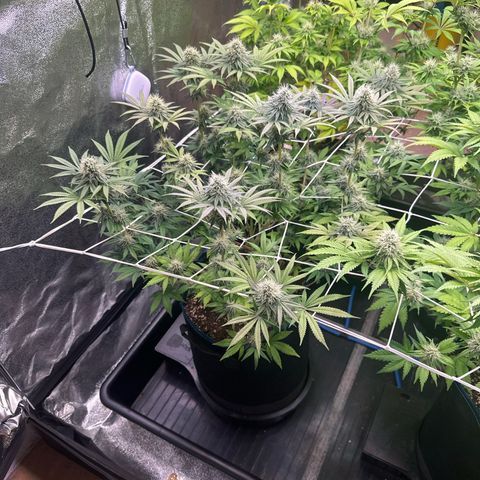 Bubblegum #1 growlog timeline photo