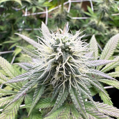 Bubblegum #1 growlog timeline photo