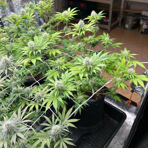 Runtz growlog timeline photo