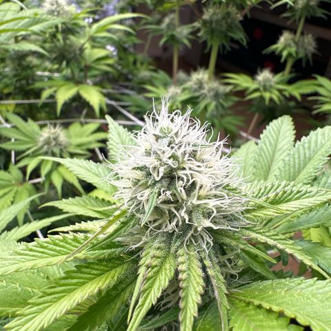 Runtz growlog timeline photo