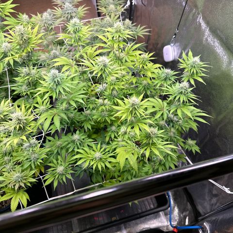 Bubblegum #2 growlog timeline photo